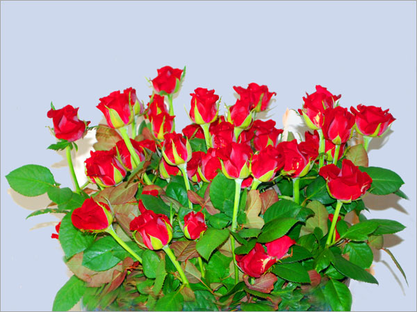 > </div>
<div class=